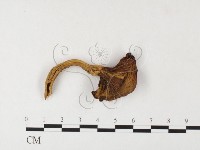 登錄號:F0026129藏品圖，第1張