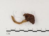 登錄號:F0026129藏品圖，第3張
