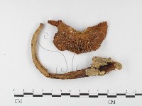登錄號:F0026131藏品圖，第3張