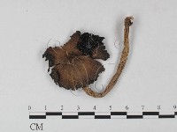 登錄號:F0026132藏品圖，第1張
