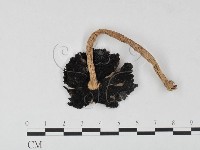 登錄號:F0026132藏品圖，第3張