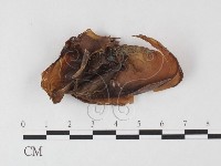 登錄號:F0026133藏品圖，第1張