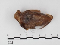 登錄號:F0026133藏品圖，第3張