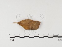 登錄號:F0026134藏品圖，第1張