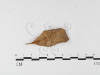 登錄號:F0026134藏品圖，第3張