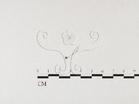 小皮傘屬藏品圖，第1張