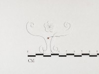 小皮傘屬藏品圖，第3張