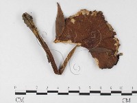 登錄號:F0026137藏品圖，第1張