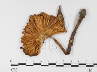 登錄號:F0026137藏品圖，第3張