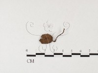 登錄號:F0026138藏品圖，第1張