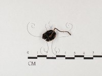 登錄號:F0026138藏品圖，第3張