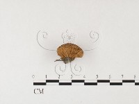 登錄號:F0026139藏品圖，第3張