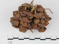 登錄號:F0026140藏品圖，第1張