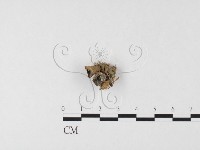 登錄號:F0026141藏品圖，第1張