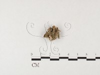 登錄號:F0026141藏品圖，第3張