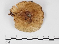 登錄號:F0026142藏品圖，第1張