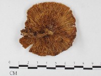 登錄號:F0026142藏品圖，第3張