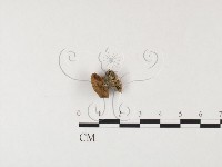 登錄號:F0026143藏品圖，第1張