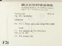 鬼傘屬藏品圖，第2張