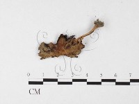 鬼傘屬藏品圖，第1張