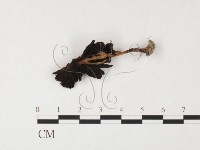 鬼傘屬藏品圖，第3張