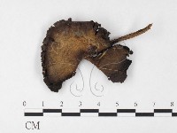 登錄號:F0026145藏品圖，第1張