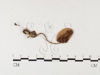 登錄號:F0026146藏品圖，第1張