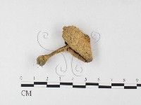 登錄號:F0026149藏品圖，第3張