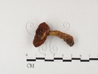 登錄號:F0026153藏品圖，第1張
