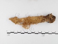 登錄號:F0026155藏品圖，第1張
