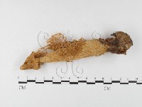 登錄號:F0026155藏品圖，第3張