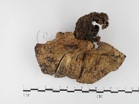 登錄號:F0026156藏品圖，第1張