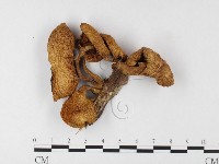 登錄號:F0026161藏品圖，第1張