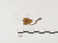 登錄號:F0026163藏品圖，第1張