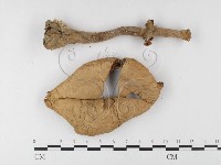 登錄號:F0026165藏品圖，第1張