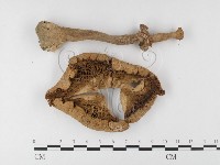 登錄號:F0026165藏品圖，第3張