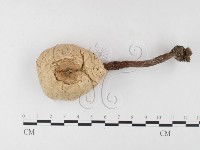 登錄號:F0026167藏品圖，第1張