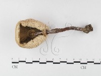 登錄號:F0026167藏品圖，第3張