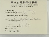 紫色禿馬勃藏品圖，第2張