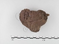 紫色禿馬勃藏品圖，第1張