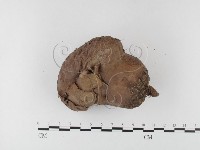 紫色禿馬勃藏品圖，第3張
