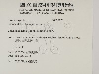 紫色禿馬勃藏品圖，第2張