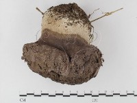 紫色禿馬勃藏品圖，第3張