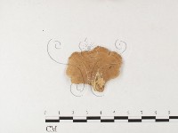 登錄號:F0026174藏品圖，第4張