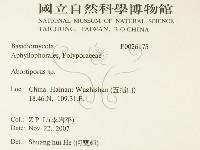 殘孔菌屬藏品圖，第2張