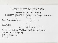 殘孔菌屬藏品圖，第3張