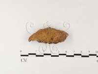 殘孔菌屬藏品圖，第4張