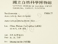 毛木耳藏品圖，第2張