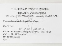 毛木耳藏品圖，第3張