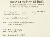 蠔韌革菌藏品圖，第2張